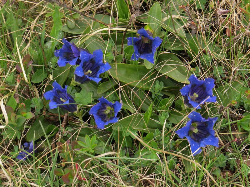 (10) Trumpet Gentian.JPG